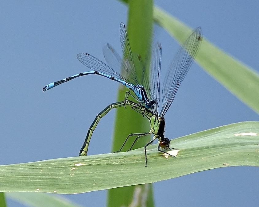 red-eyed damselfly